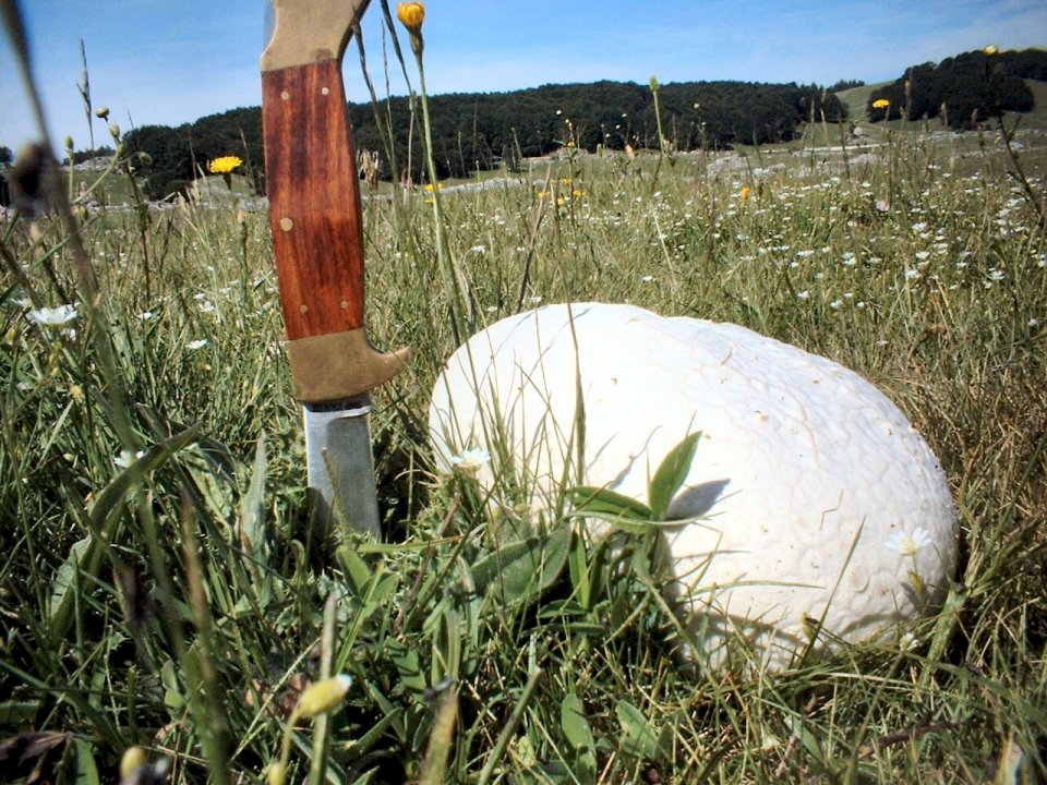 Calvatia utriformis